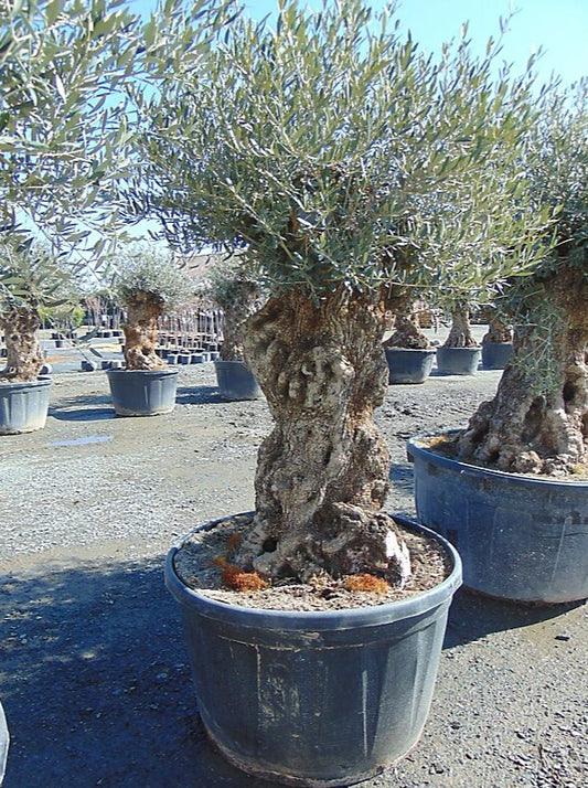 Chez Pépinières Fages, nous proposons des oliviers centenaires dont le tronc fait environ 125 cm de périmètre pour un prix compris entre 160 et 190 € l'arbre en fonction de sa taille.