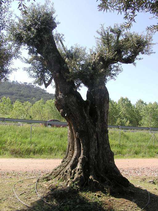 Chez Pépinières Fages, nous proposons également des oliviers millenaires majestueux pour un prix de 699 € par arbre.